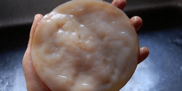 Cogumelo de chá